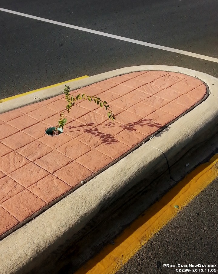 52239a CrRoLeSh- Opportunity on a curb